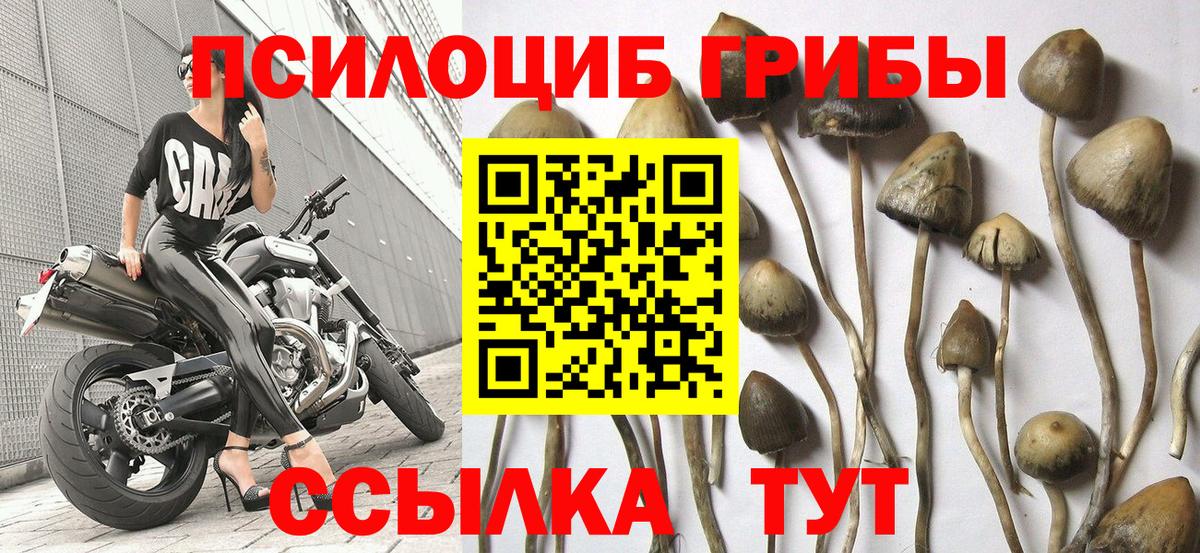 Псилоцибиновые грибы Psilocybine cubensis  Вход с VPN  Вязники  Галлюциногенные грибы Psilocybe 